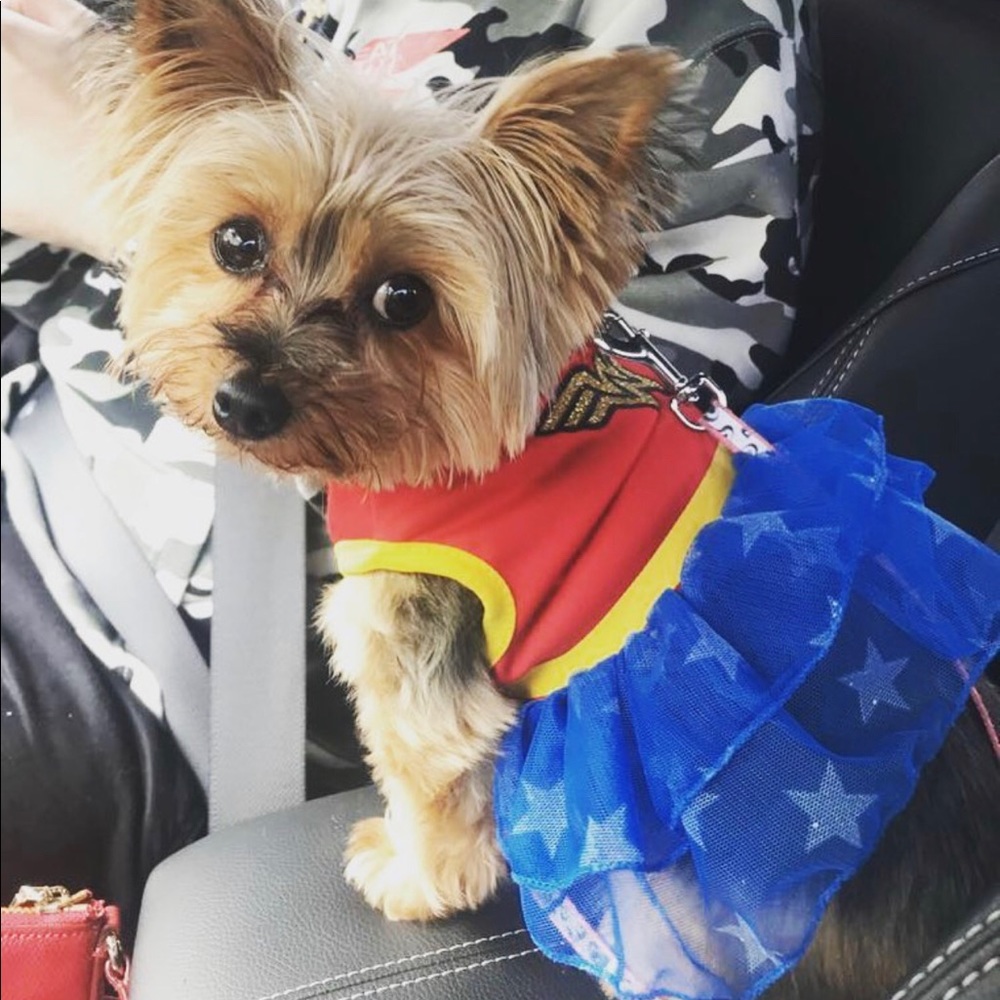🌟Wonder Woman Pet Costume🌟